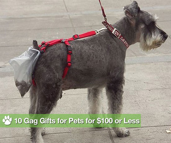 10 Gag Gifts For Pets For $100 or Less 10 Gag Gifts For Pets For $100 or Less