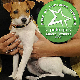 The Results Are In: New Celebrity Puppy of the Year