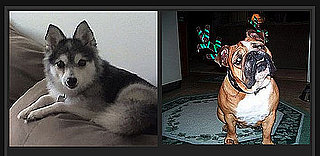 Pick the Cuter Pet For a Chance to Win $1,000!