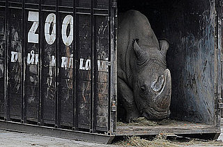 Last Ditch Effort For a Fighting Chance Against Extinction