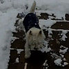 Do Tell: Can Your Dogs Make Snow Angels?