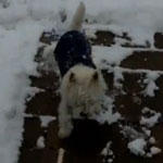 Do Tell: Can Your Dogs Make Snow Angels?
