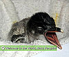 Welcome to the World, Baby Penguin!