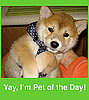 Have a Cute Pet? Well, We've Got a Group For That.