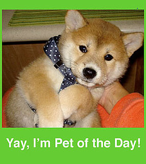 Have a Cute Pet? Well, We've Got a Group For That.