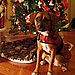Soft Ornaments