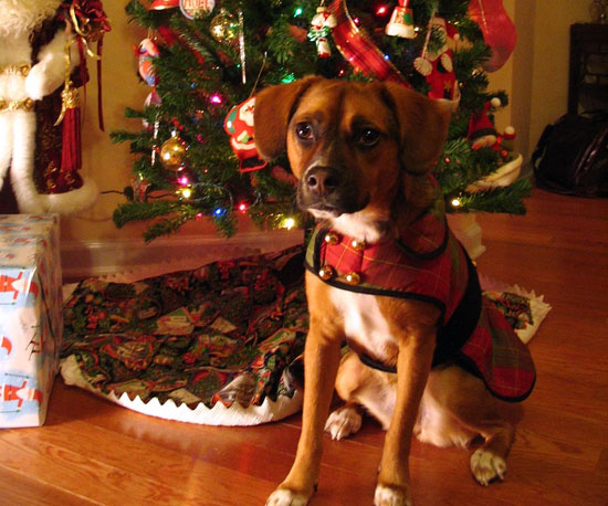 Soft Ornaments Soft Ornaments