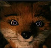 Exclusive Clip of The Fantastic Mr. Fox Movie