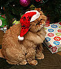Humbug Day: What Do You Hate About the Holidays?