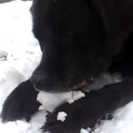Do Tell: Is Snow a Snack to Your Dogs?