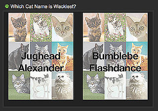 Choose the Crazier Cat Name For a Chance to Win!