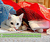 8 Super-Cute Stocking Stuffers For Cats