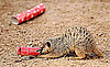 London Zoo Animals Get Early Christmas Presents!