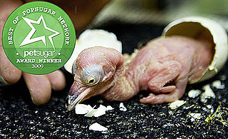 The Results Are In: Oddest-Looking Zoo Birth