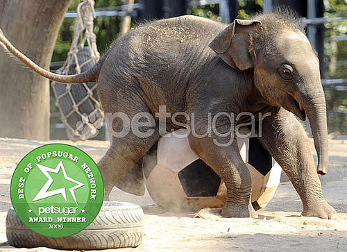 The Results Are in: Biggest Zoo Baby Ham