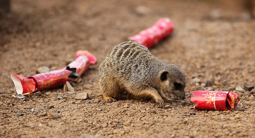 London Zoo Animals Get Early Christmas Presents! London Zoo Animals Get Early Christmas Presents!