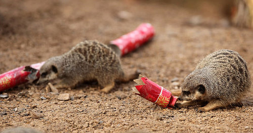 London Zoo Animals Get Early Christmas Presents! London Zoo Animals Get Early Christmas Presents!