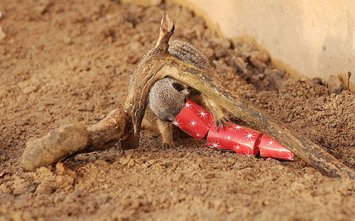 London Zoo Animals Get Early Christmas Presents! London Zoo Animals Get Early Christmas Presents!