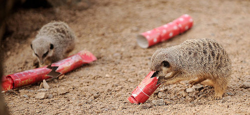 London Zoo Animals Get Early Christmas Presents! London Zoo Animals Get Early Christmas Presents!