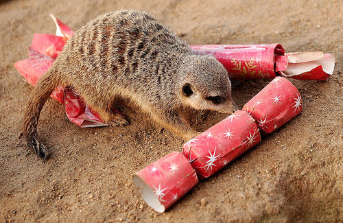 London Zoo Animals Get Early Christmas Presents! London Zoo Animals Get Early Christmas Presents!