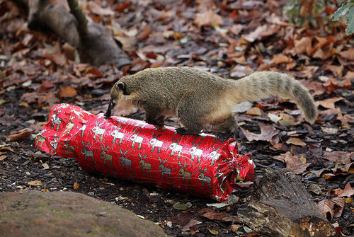 London Zoo Animals Get Early Christmas Presents! London Zoo Animals Get Early Christmas Presents!