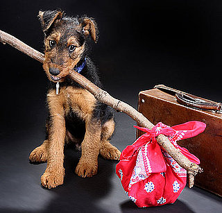 Did Your Pets Travel This Season? 