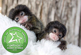 The Results Are In: Cutest Zoo Twosome 