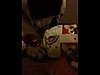 Could Your Pets Pick Out Their Presents From the Pile? 