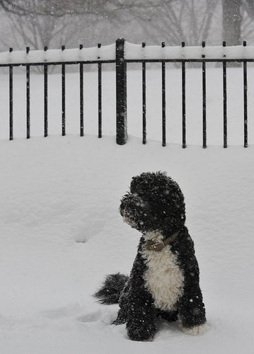Bo's Holiday Included Snow and Storytime! Bo's Holiday Included Snow and Storytime!