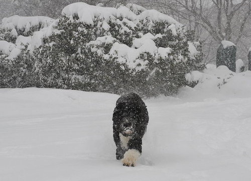Bo's Holiday Included Snow and Storytime! Bo's Holiday Included Snow and Storytime!