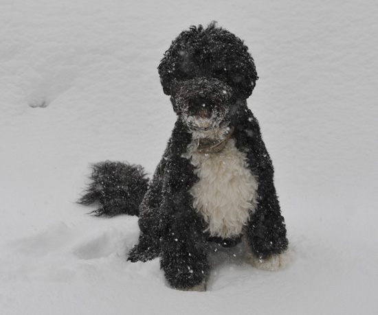 Bo's Holiday Included Snow and Storytime! Bo's Holiday Included Snow and Storytime!