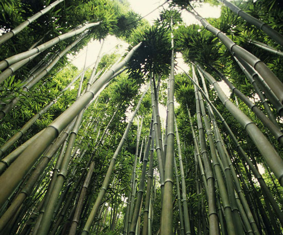 GeekSugar's Favorite Eco Friendly Posts of 2009