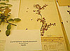 A New Gift of the Magi: Myrrh Fights Cholesterol 