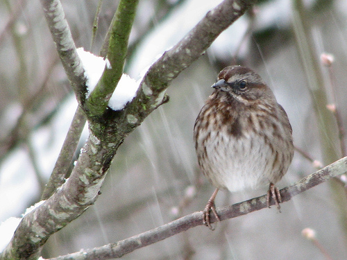 Do You Feed the Birds in the Winter?