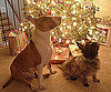 Pet Pic of the Day: Sam and Oliver's Patient Present Wait