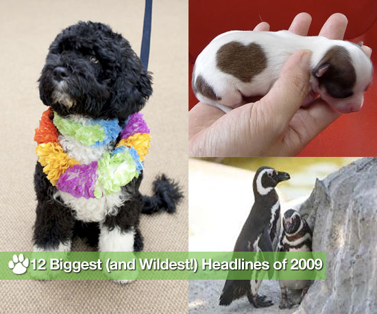 12 Biggest (and Wildest!) Headlines of 2009