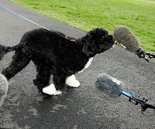 The First Dog Gets a Grand Welcome The First Dog Gets a Grand Welcome