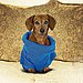 Snuggie Sensation Comes For the Dogs