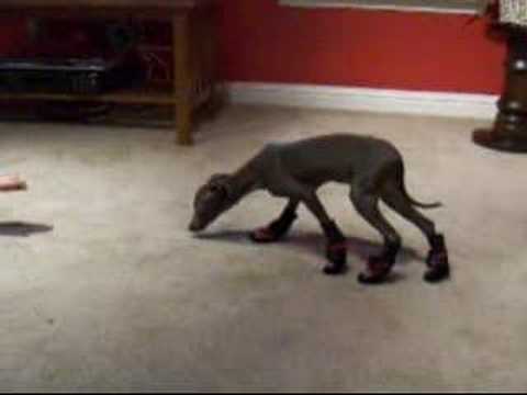 Do Your Pets Wear Booties in the Winter? 