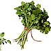 Watercress