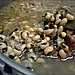 Legumes