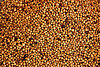 Burning Question: Why Does White Pepper Smell Unpleasant?