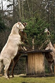 Goats Say Old Christmas Trees, Yum: In the LINK of an Eye! 