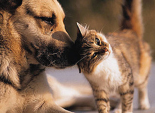 Will the Top 10 Dog and Cat Names From 2009 Surprise You? 