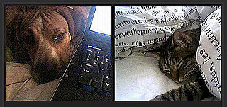 Pick the Cuter Pet For a Chance to Win $1,000!