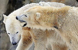 Peep Pics of Knut and Giovanna's Snowy Romp!