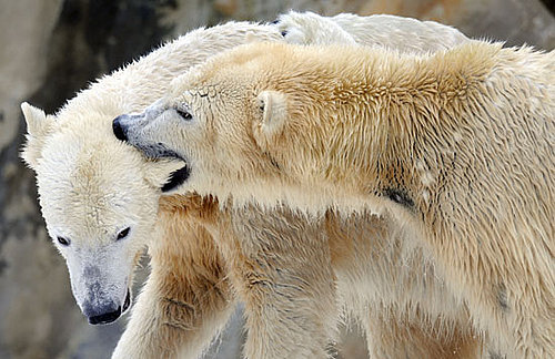 Peep Pics of Knut and Giovanna's Snowy Romp!
