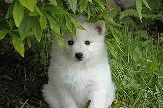 What Do You Know About American Eskimo Dogs?