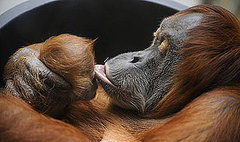 Daisy Offers Bunches of Kisses to Darling Dodi