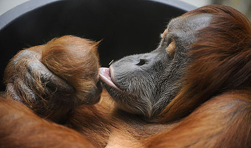 Daisy Offers Bunches of Kisses to Darling Dodi